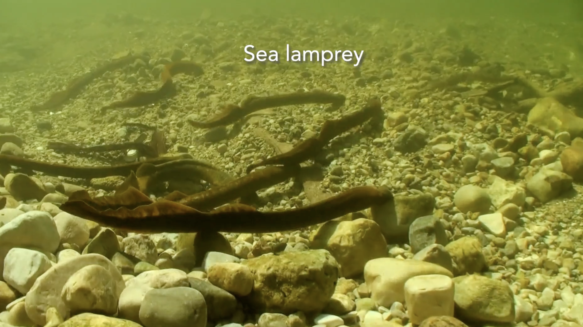 New Episode of Into the Outdoors to Explore the Sea Lamprey’s Impact on Great Lakes Ecosystems